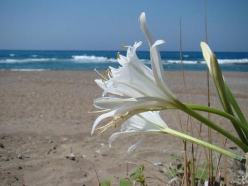 Фотография мини отеля Angisa 2