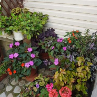 Фотография гостевого дома Тишина