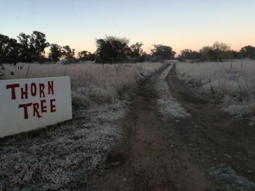 Фотография мини отеля Thorn Tree Bloemfontein