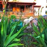 Фотография гостевого дома The Hillhouse near Alexandroupolis ,Daphnee Apartment