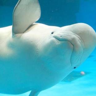 Фотографии гостиницы
Kamogawa Sea World Hotel