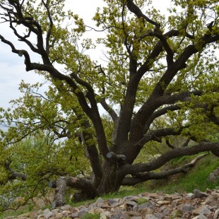 Фотография Дуб-патриарх