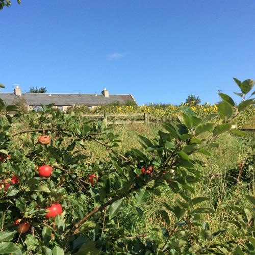 Фотография гостевого дома Garden Bank Cottage