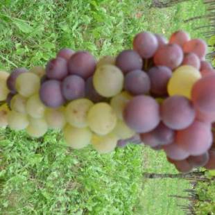 Фотографии гостевого дома 
            Gitzelbrunnen