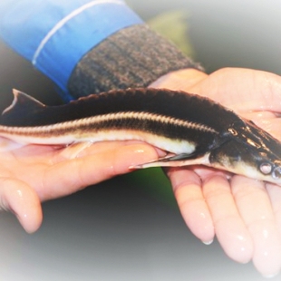 Фотография предприятий Конаковский завод по осетроводству