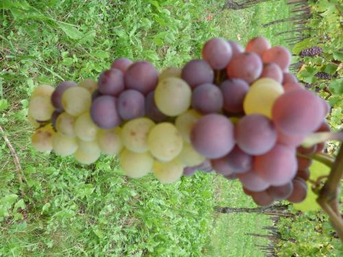 Фотография гостевого дома Gitzelbrunnen