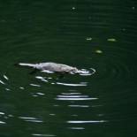 Фотография гостевого дома Kaalba