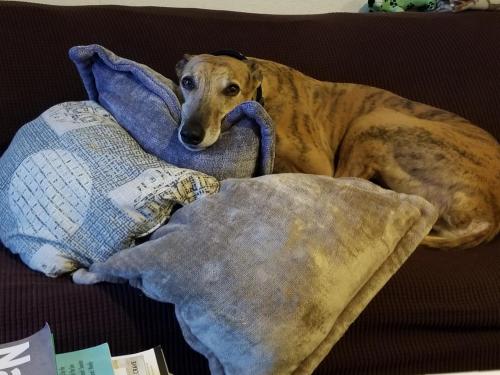 Фотография гостиницы Cap Sante Inn