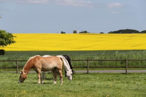 Фотография мини отеля Thommysminde