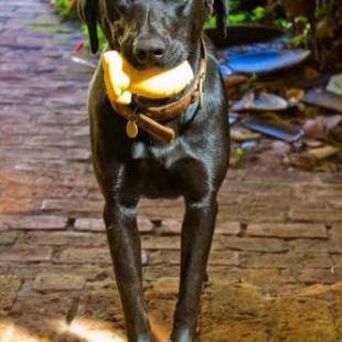 Фотографии гостевого дома
Tiô Isolda Artes & Hospedaria