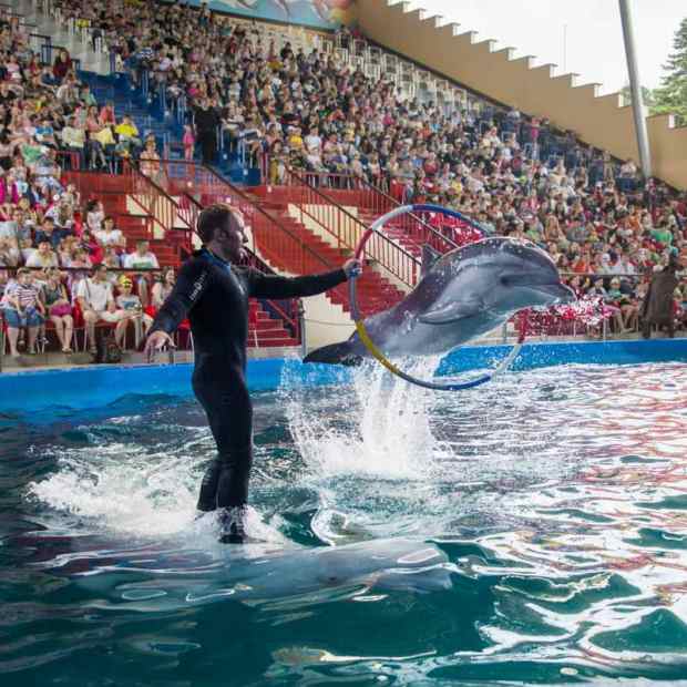 Фотография достопримечательности Дельфинарий Морская Звезда