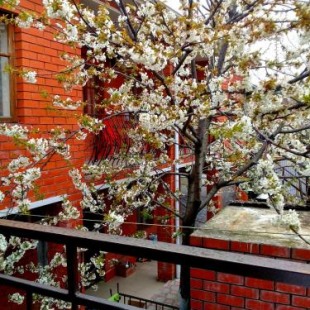 Фотография мини отеля Юнона