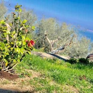 Фотографии мини отеля
A Sorrento