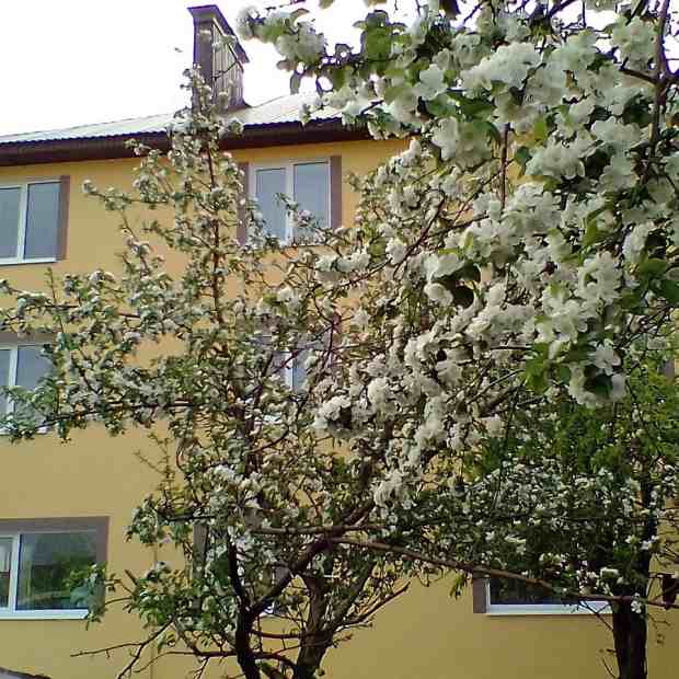 Фотографии гостевого дома 
            Яблонька