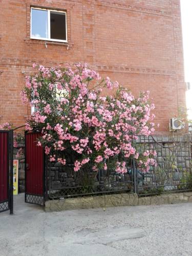 Фотография гостевого дома Фисташка