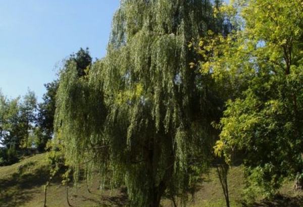 Фотография достопримечательности Парк культуры и отдыха им. Фрунзе