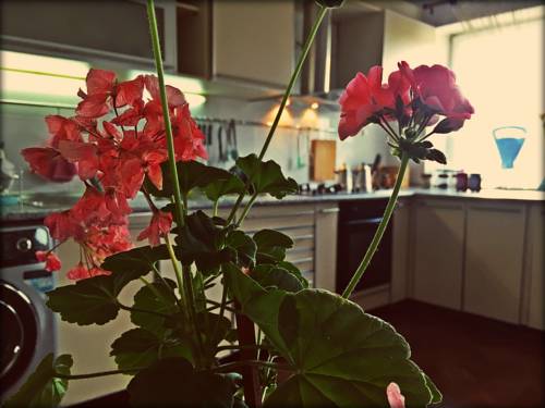 Фотография хостела Комнаты Шекспира