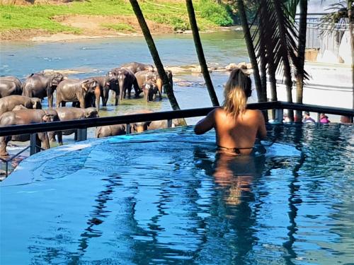 Фотографии гостиницы 
            Hotel Elephant Park "Grand Royal Pinnalanda"