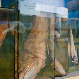 Фотография Музей лосося
