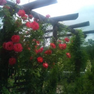 Фотография мини отеля Прайд