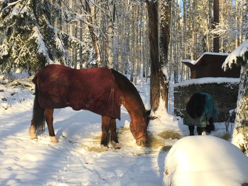 Фотография гостевого дома Lilla Backstugan