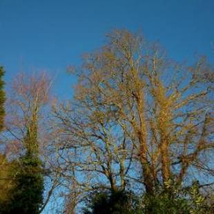 Фотографии мини отеля
Thornybank