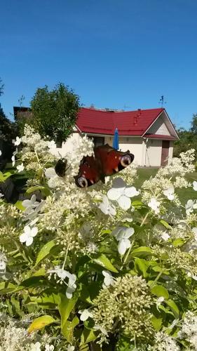 Фотография гостевого дома На Садовой, 11