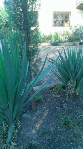 Фотография гостевого дома Копала в Гурджаани