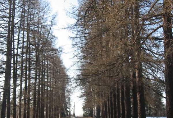 Фотография достопримечательности Парк усадьбы Верховских