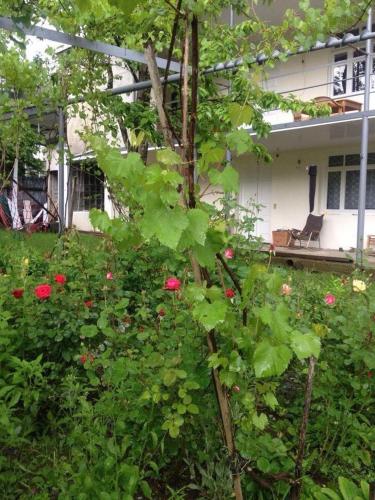 Фотография гостевого дома Muxa