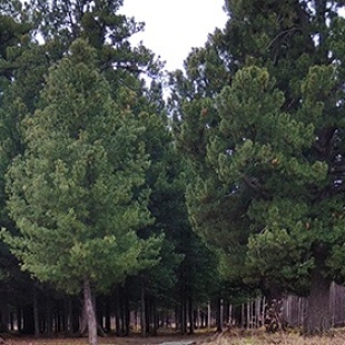 Фотография достопримечательности Нижнесалдинская кедровая роща