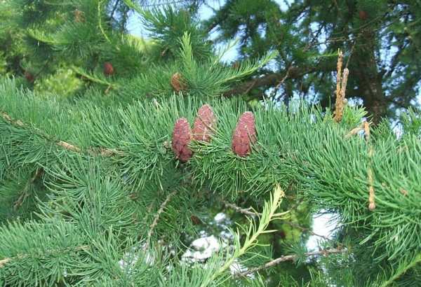 Фотография достопримечательности Ботанический заказник Линдуловская роща