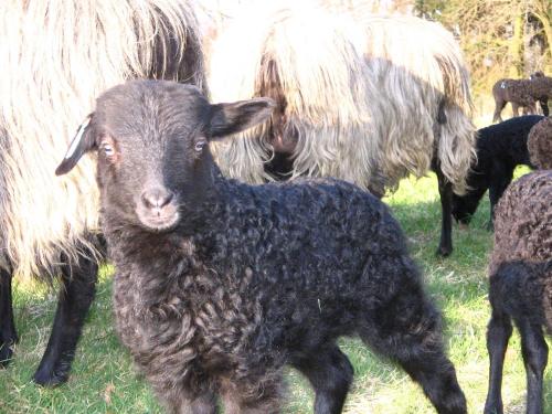 Фотография гостевого дома Der Schnuckenhof