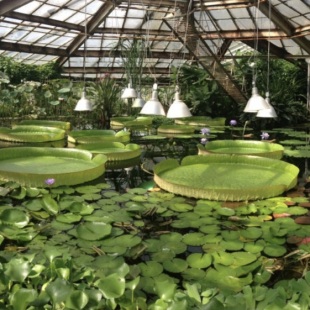 Фотография музея Ботанический музей Ботанического института им. В.Л.Комарова РАН