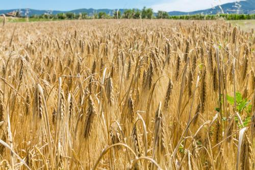 Фотографии базы отдыха
Agriturismo Case Nuove