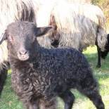 Фотография гостевого дома Der Schnuckenhof