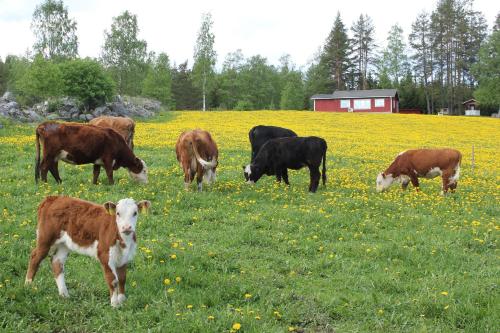 Фотография гостевого дома Maatilamatkailu Jänisvaara