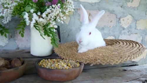 Фотография гостевого дома Country House Uliana