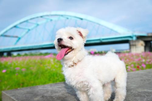 Фотография мини отеля Pastoral riverside