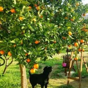 Фотография гостевого дома I Tigli