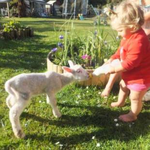 Фотографии мини отеля 
            Little Paradise & Petting Farm