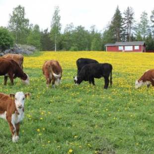 Фотографии гостевого дома 
            Maatilamatkailu Jänisvaara