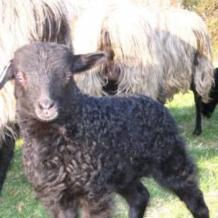 Фотографии гостевого дома 
            Der Schnuckenhof