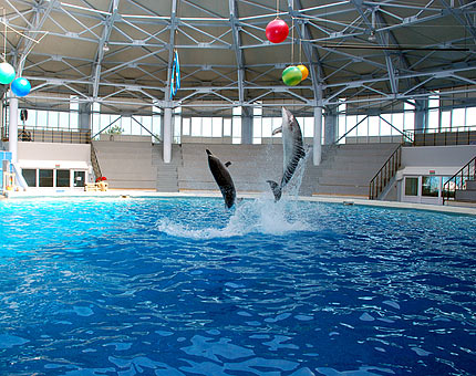 Фотографии достопримечательности
Евпаторийский дельфинарий