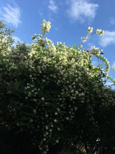 Фотография гостевого дома Guest House Diana