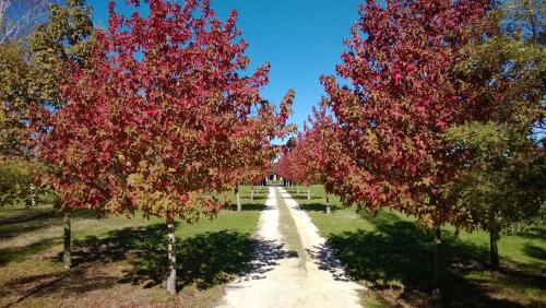Фотография мини отеля Korbaylen Estate