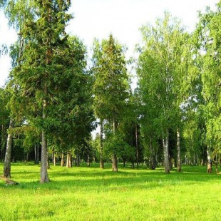 Фотография достопримечательности Баулинский лес