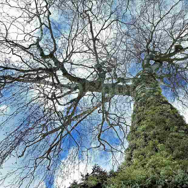 Фотография достопримечательности Государственный природный заповедник Кологривский лес