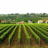 Фотография гостевого дома Vojtek Pince Vendégház