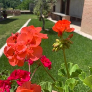 Фотография мини отеля La collina su Ascoli